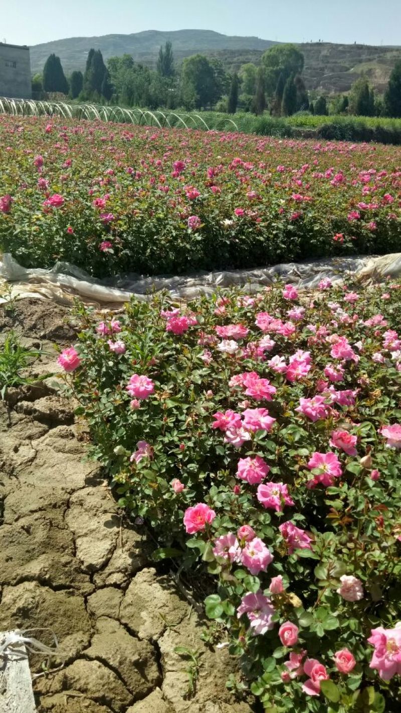 大花月季，丰花月季基地直销