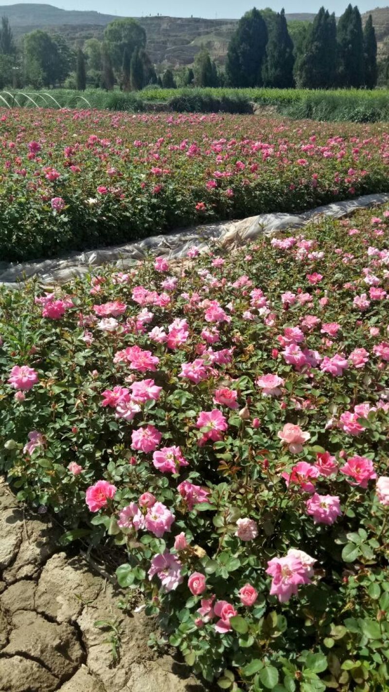 大花月季，丰花月季基地直销