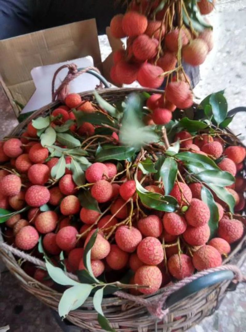 中国水果第一县----高州根子荔枝隆重上