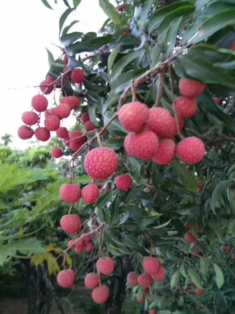 中国水果第一县----高州根子荔枝隆重上