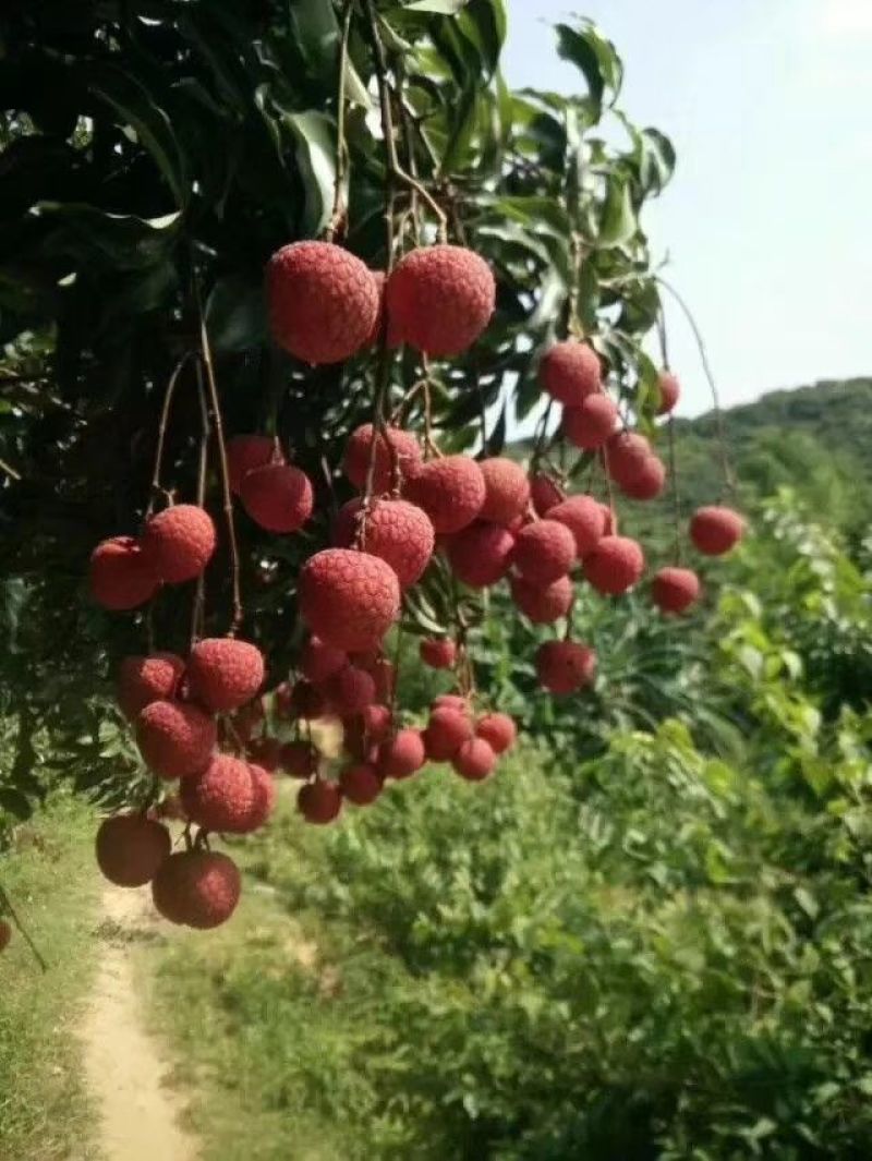 中国水果第一县----高州根子荔枝隆重上