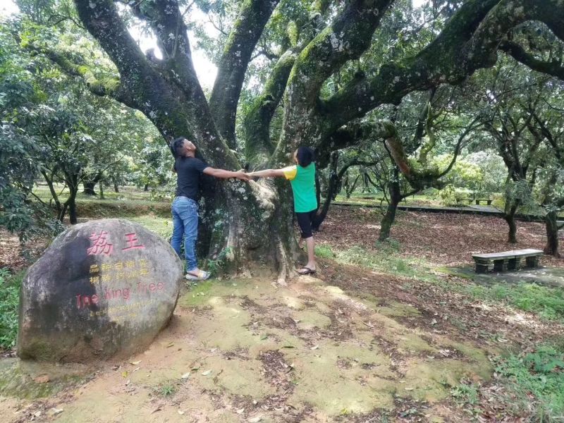 中国水果第一县----高州根子荔枝隆重上