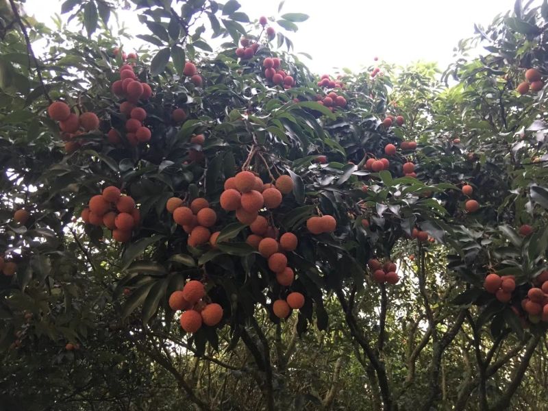 中国水果第一县----高州根子荔枝隆重上