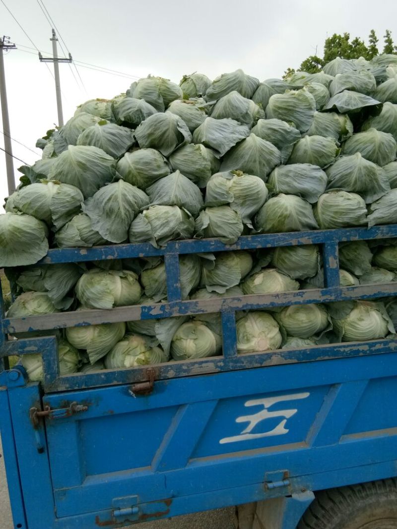 奥奇娜甘蓝，市场货，加工厂货大量上市，持续供应