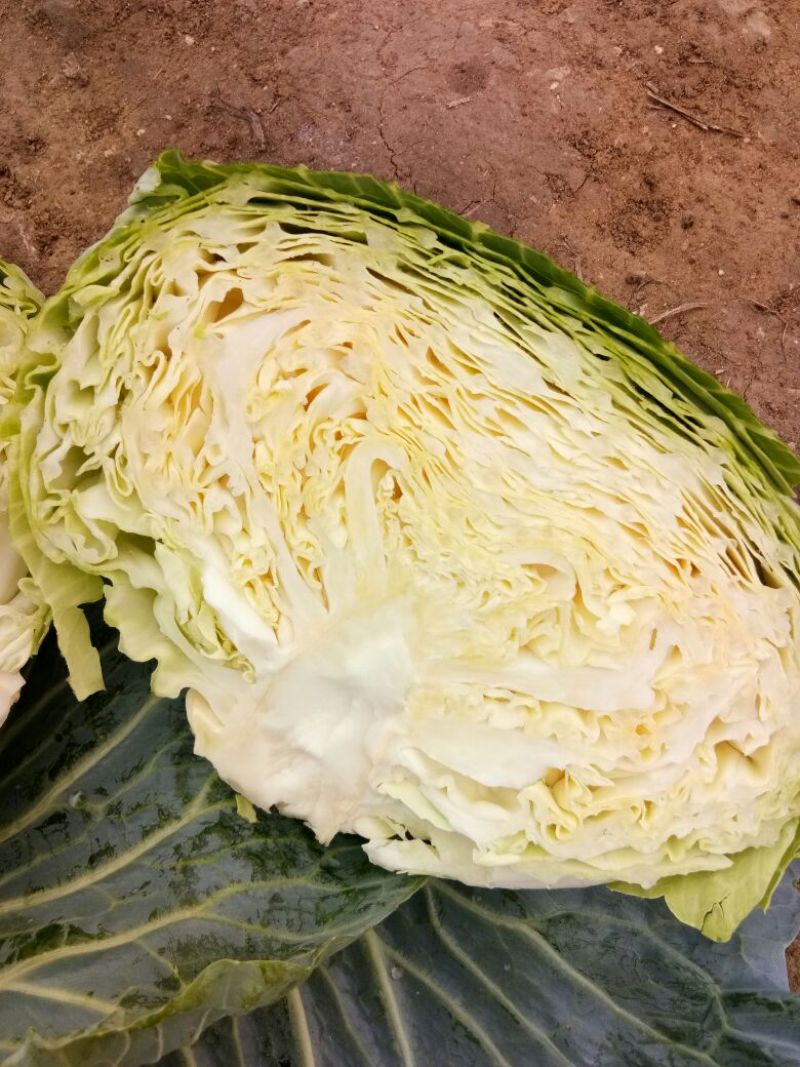 奥奇娜甘蓝，市场货，加工厂货大量上市，持续供应