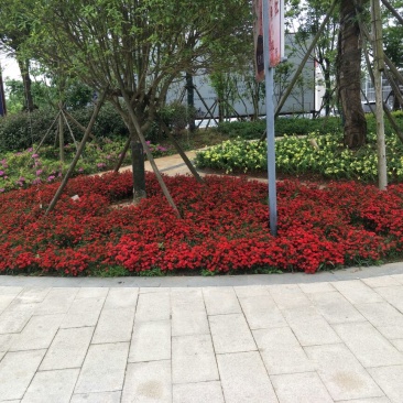 八月桂