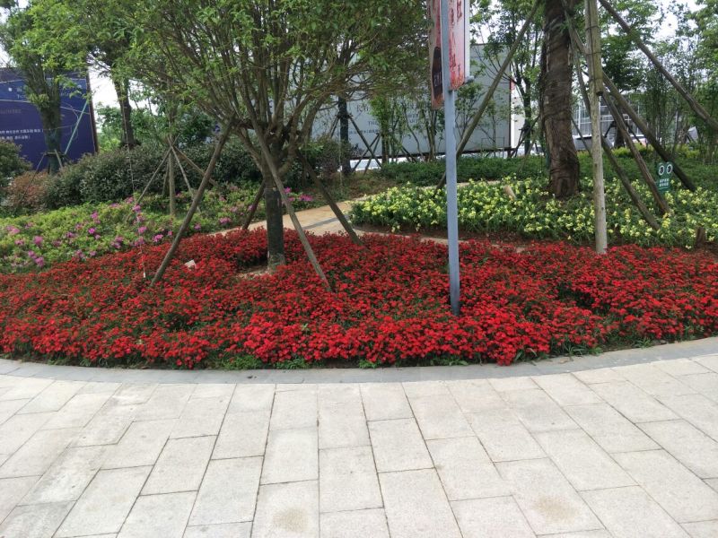 八月桂