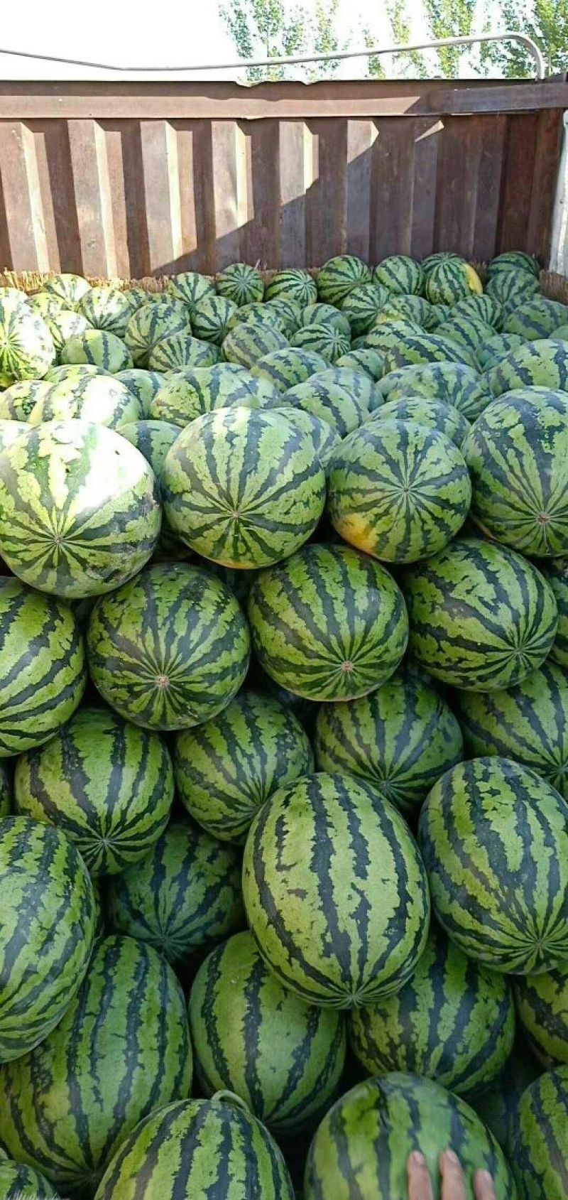 精品甜王西瓜八斤打低产地直供货量充足保质保量