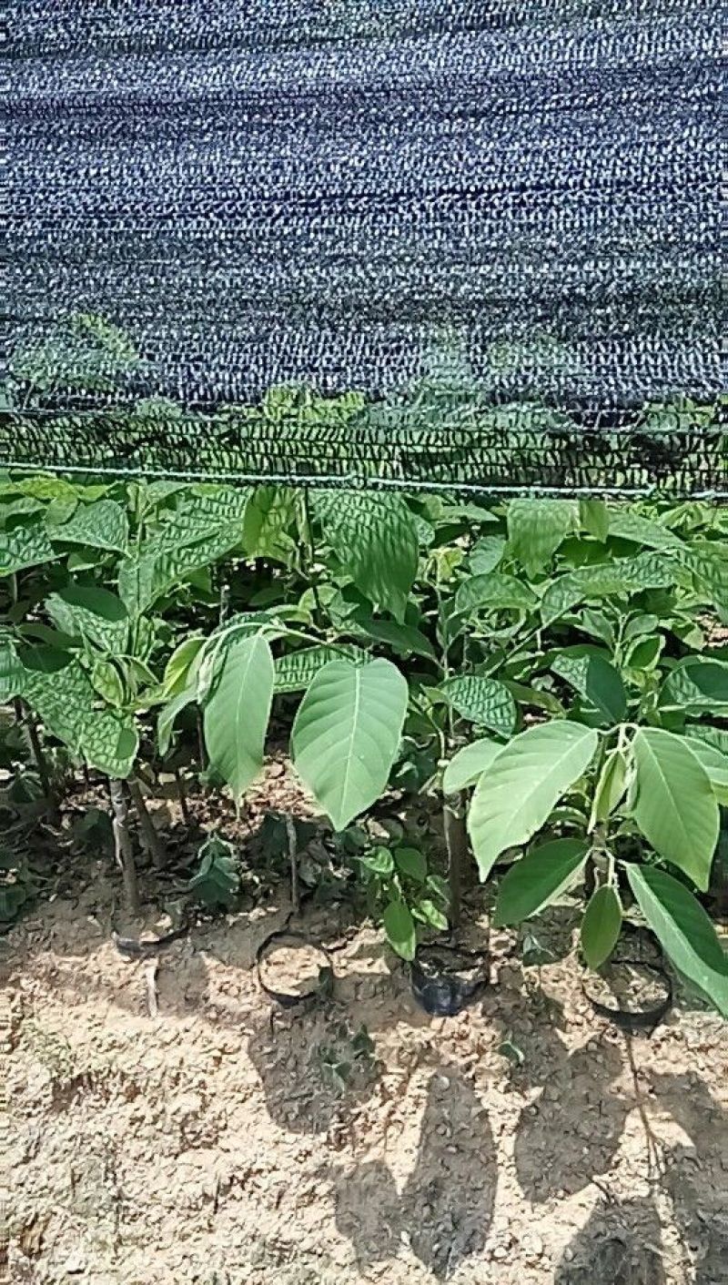 番荔枝苗凤梨释迦苗林檎
