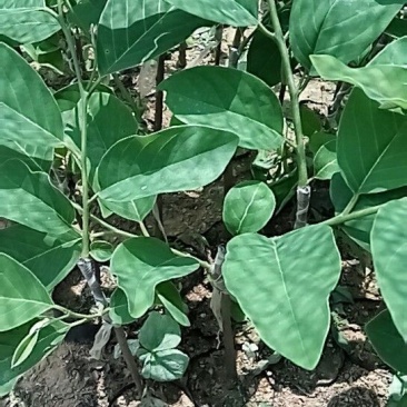 番荔枝苗凤梨释迦苗林檎