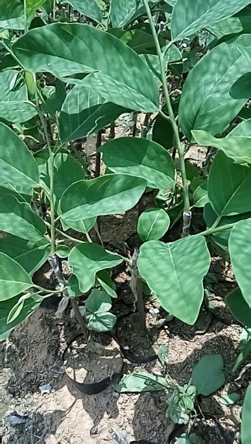 番荔枝苗凤梨释迦苗林檎