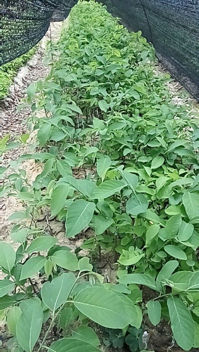 番荔枝苗凤梨释迦苗林檎