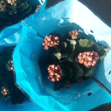 长寿花。。。。。。。。。。。。。