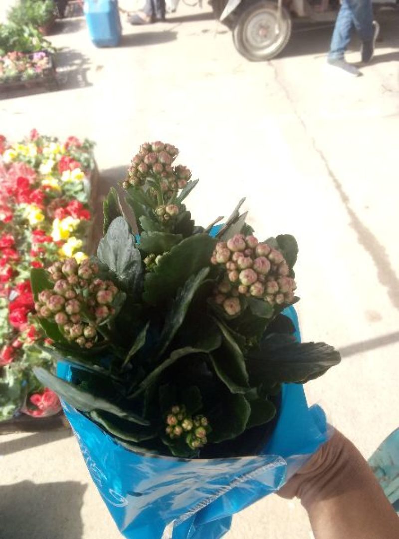 长寿花。。。。。。。。。。。。。