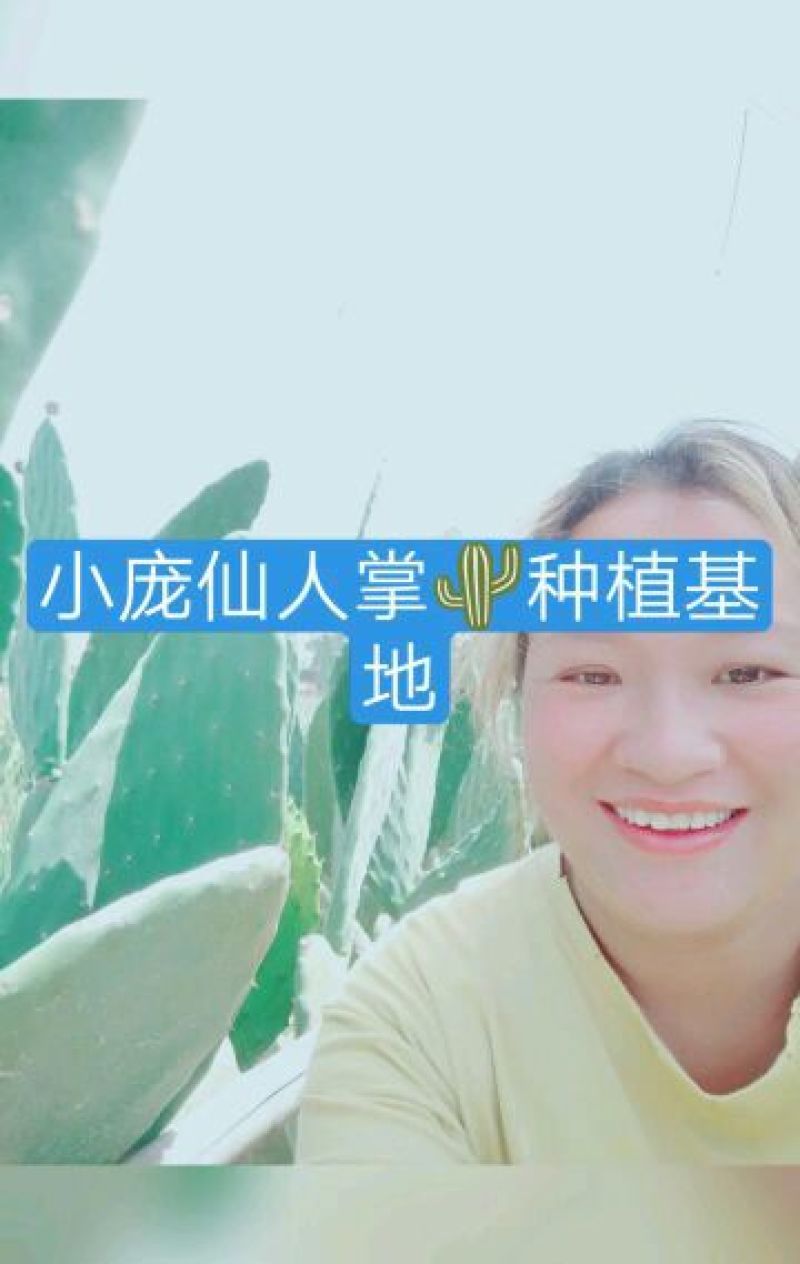美容芦荟20斤左右的保证胶质