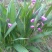 供应野生三叉白芨苗子果夹球块
