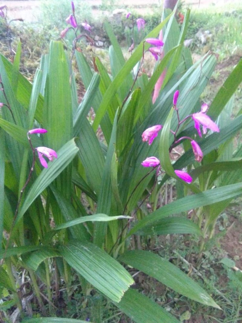 供应野生三叉白芨苗子果夹球块