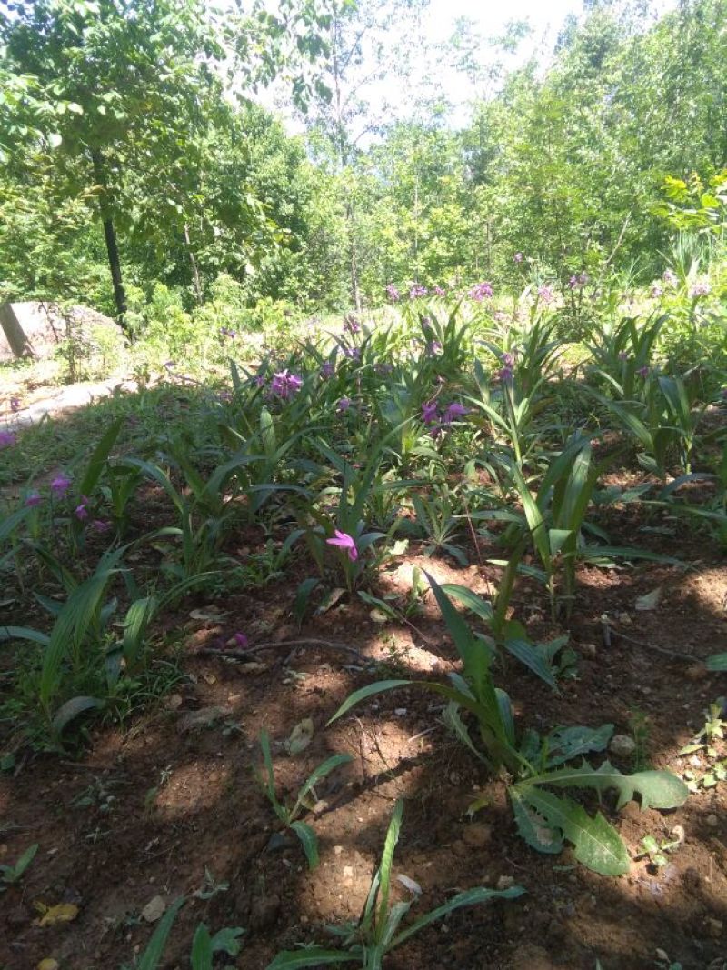 供应野生三叉白芨苗子果夹球块