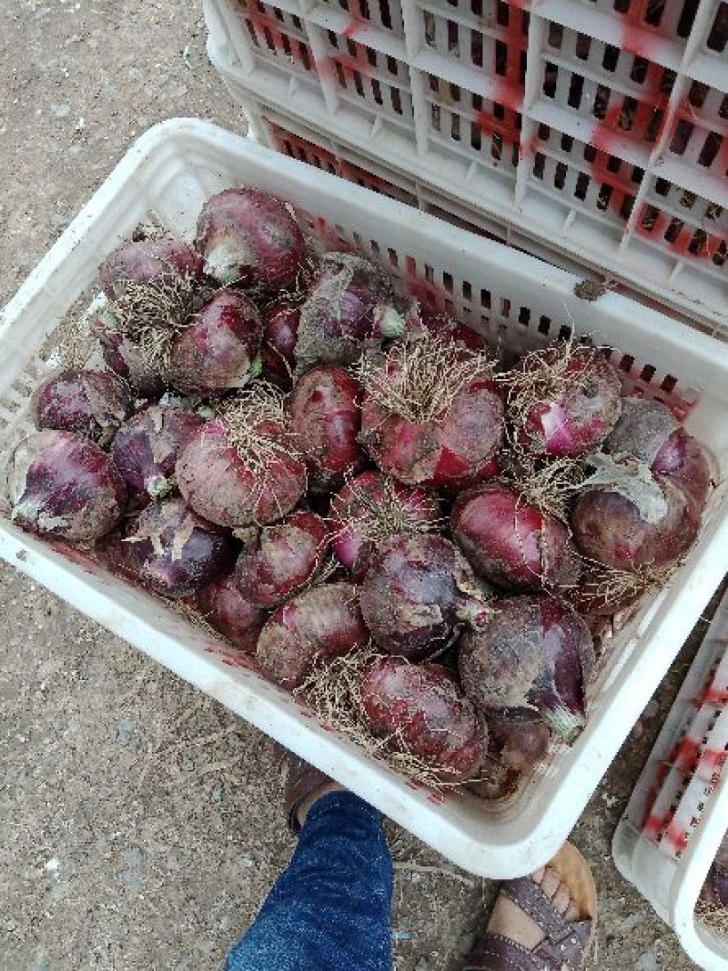 洋葱大蒜头