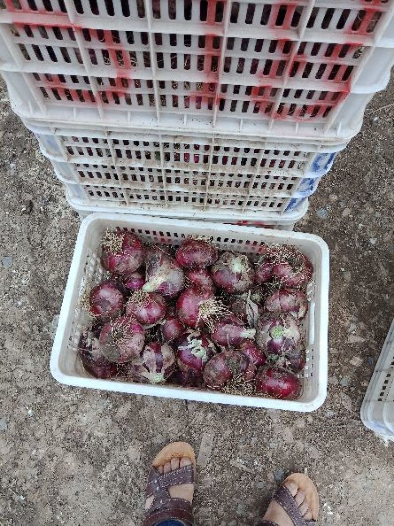 洋葱大蒜头