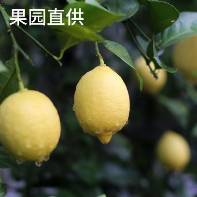 柠檬