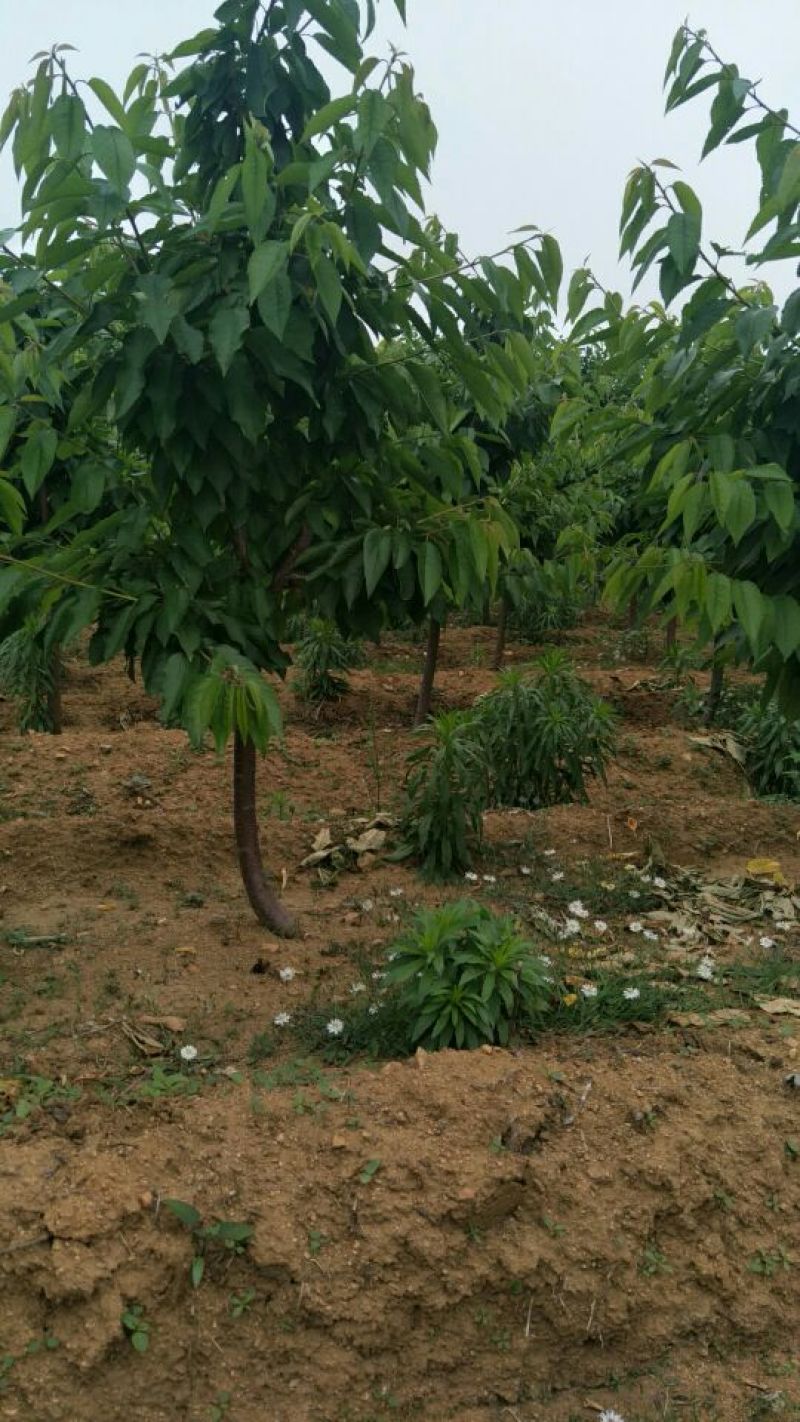 樱桃树苗2年周期短产量高技术跟踪服务【放心苗】【正宗】