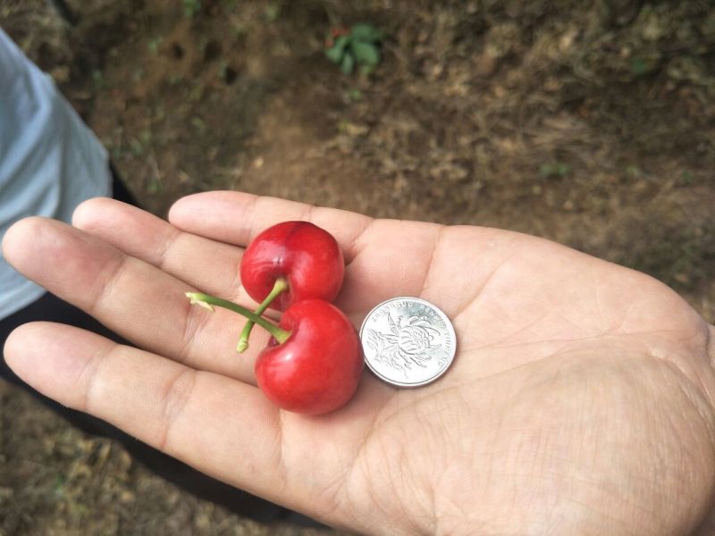 樱桃树苗2年周期短产量高技术跟踪服务【放心苗】【正宗】