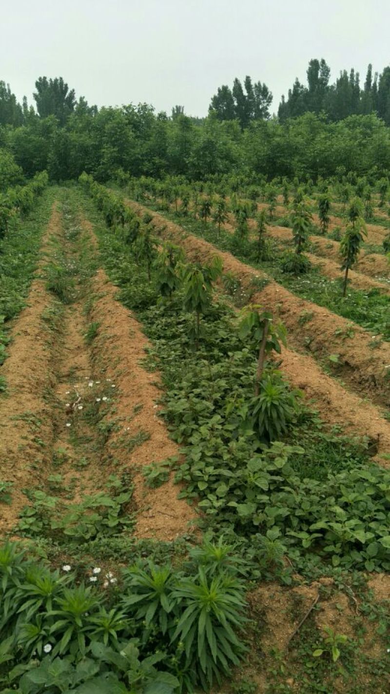 樱桃树苗2年周期短产量高技术跟踪服务【放心苗】【正宗】
