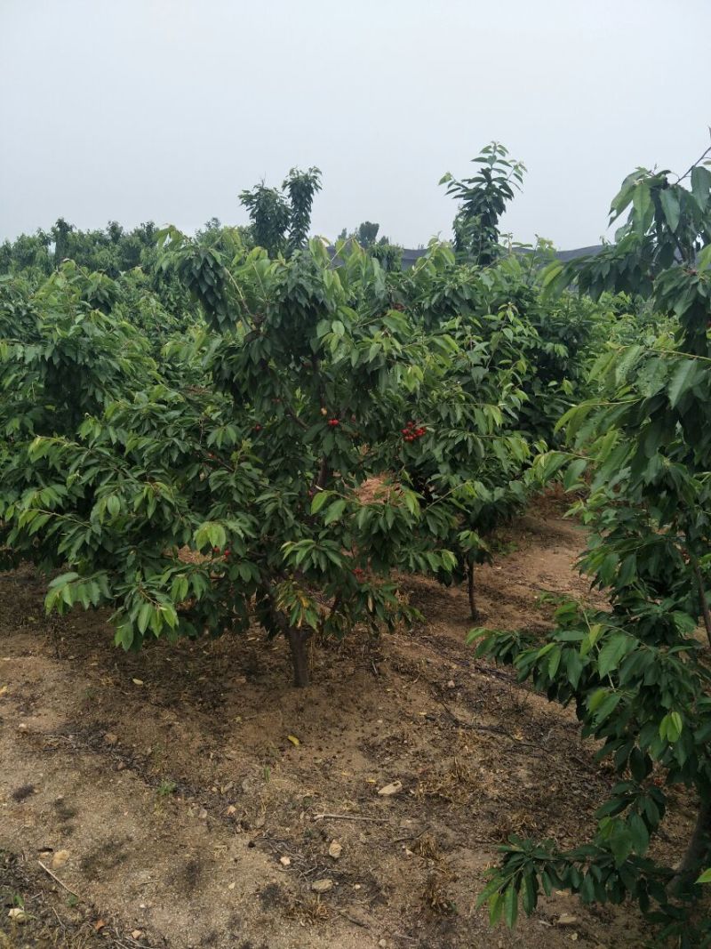 樱桃树苗2年周期短产量高技术跟踪服务【放心苗】【正宗】