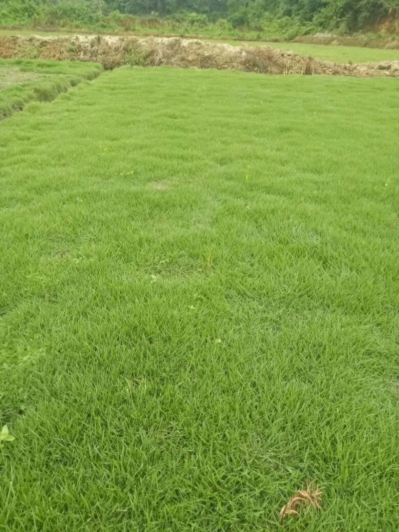 马尼拉草皮