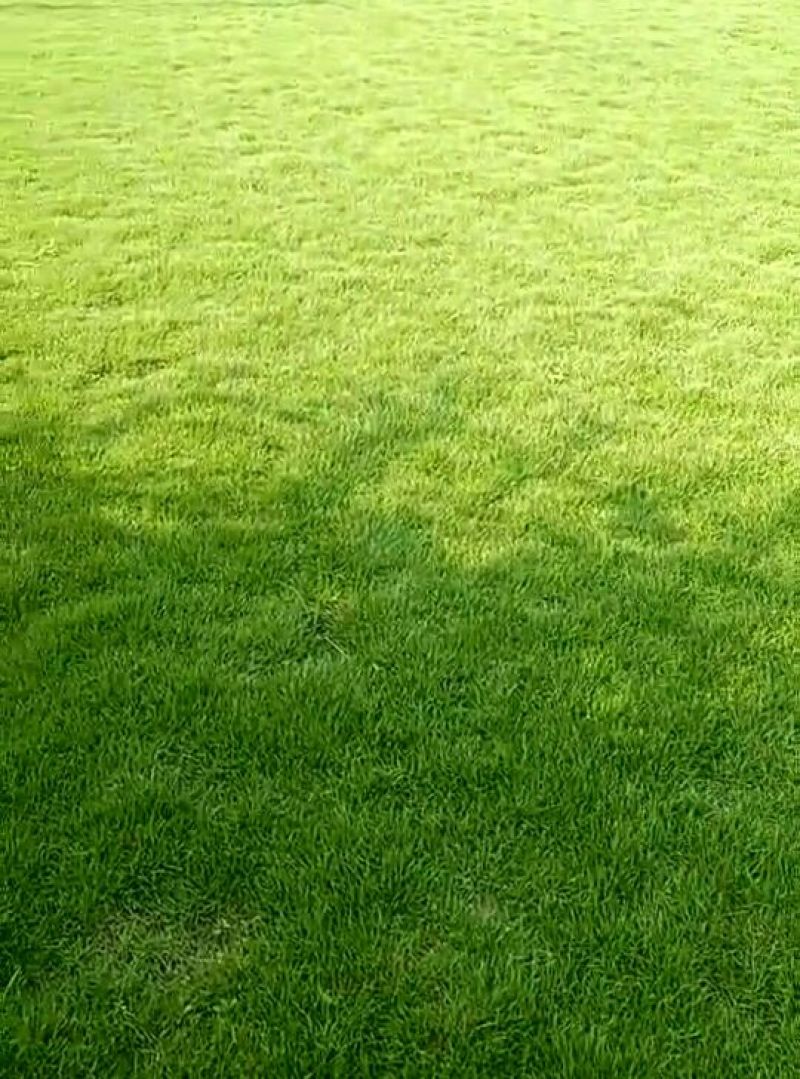 马尼拉草皮