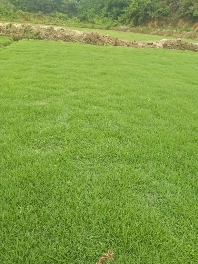 马尼拉草皮