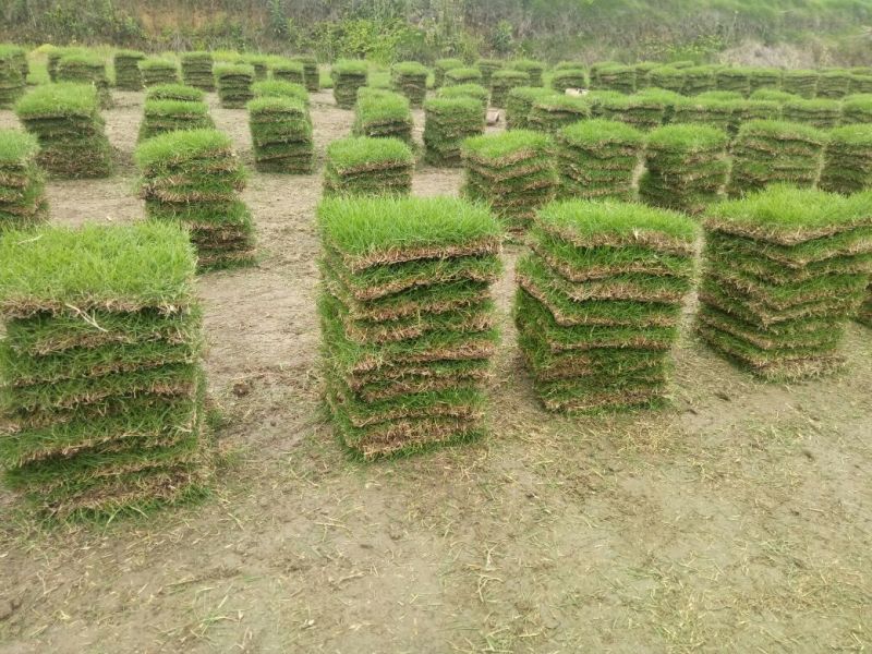 马尼拉草皮