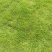 马尼拉草皮