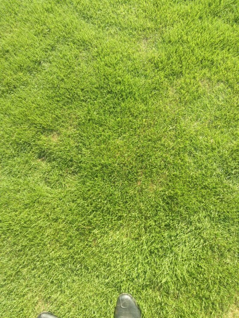 马尼拉草皮