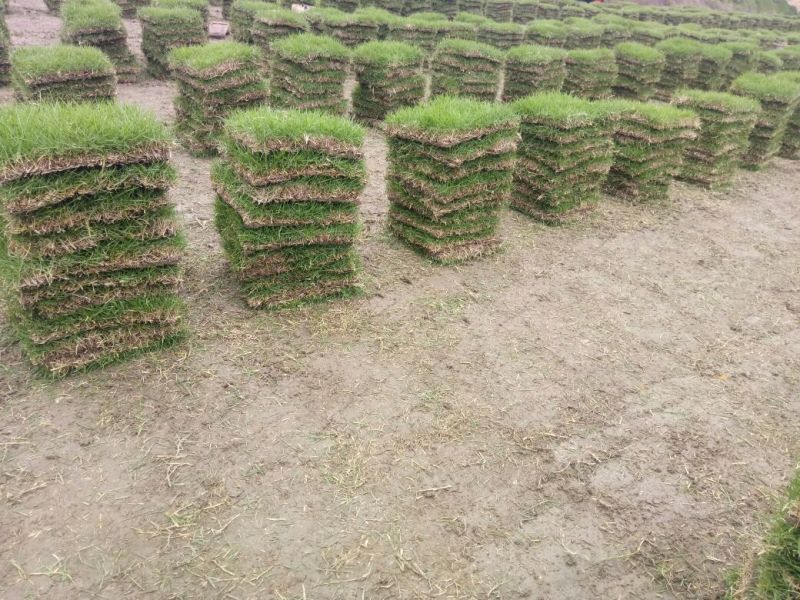 马尼拉草皮