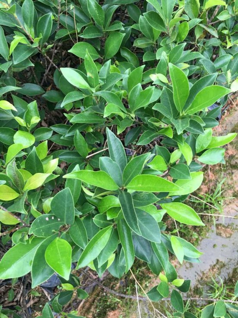 小叶榕