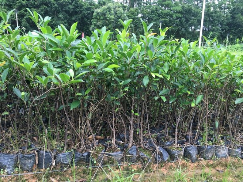 小叶榕