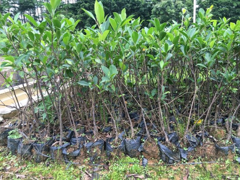 小叶榕