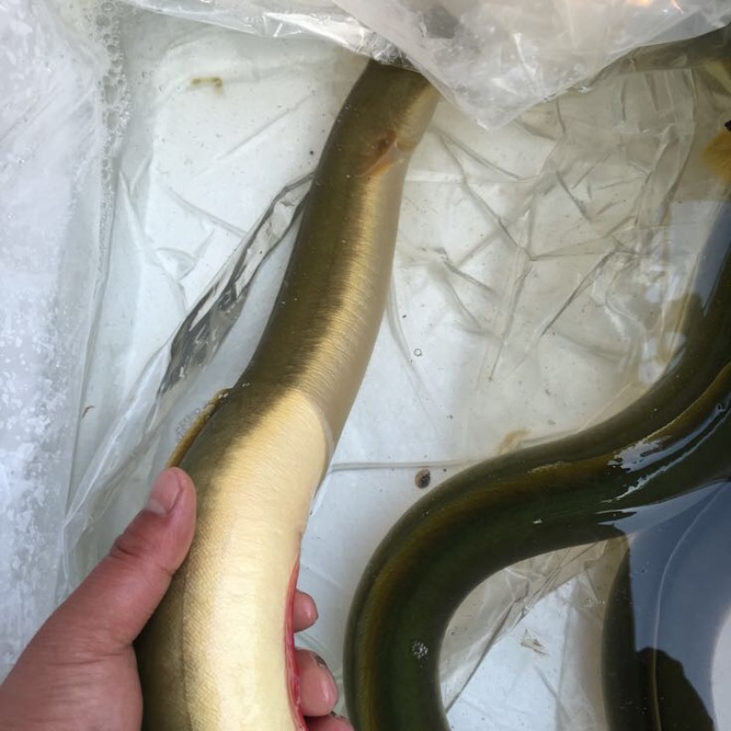 精品淡水河鳗白鳝鳗鲡正宗精品水产
