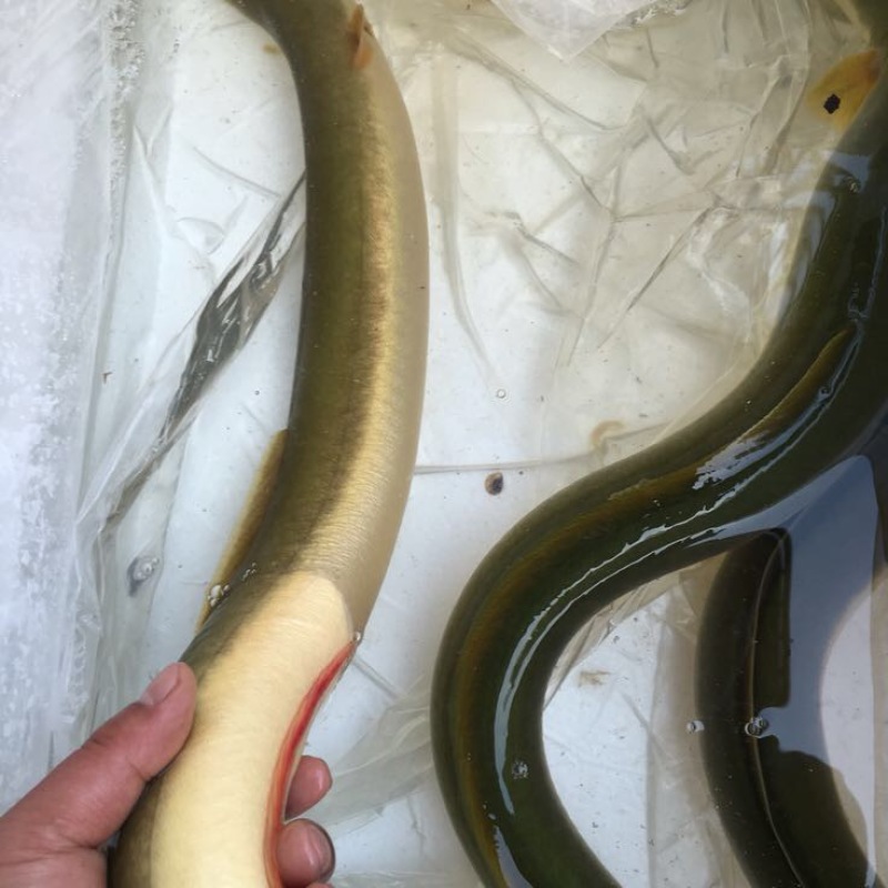 精品淡水河鳗白鳝鳗鲡正宗精品水产
