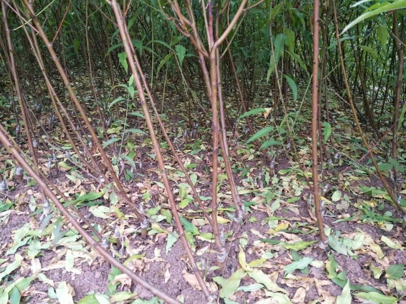 嫁接桃苗，晚24号桃树苗，基地直销，品种纯正