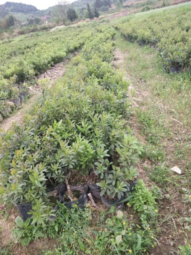 常年供应杨梅果树，杯苗，绿化工程树