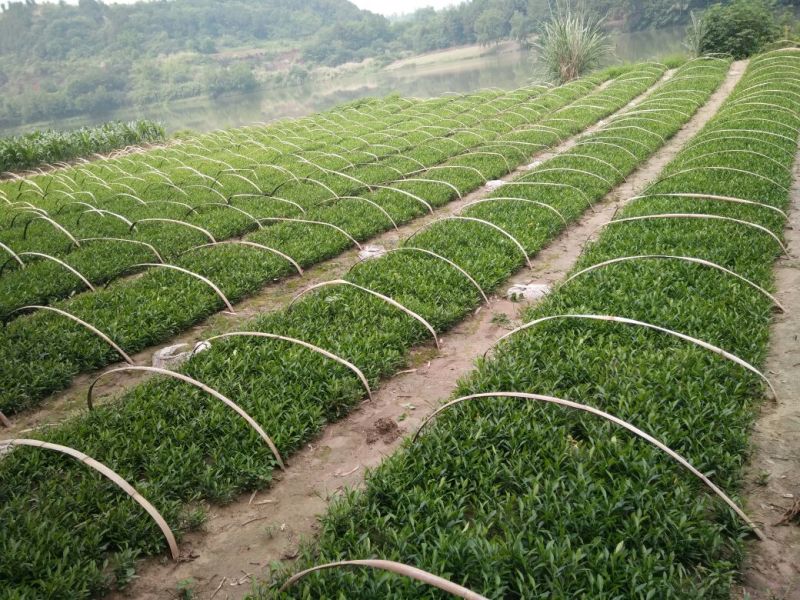 香橙苗香橙奶苗香橙杯苗品质保证签合同出售