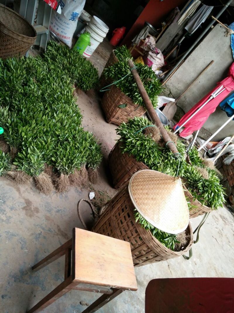 香橙苗香橙奶苗香橙杯苗品质保证签合同出售