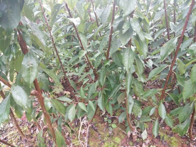 蜂糖李子苗，苗木基地直销，品种纯正，正宗蜂糖李子苗。