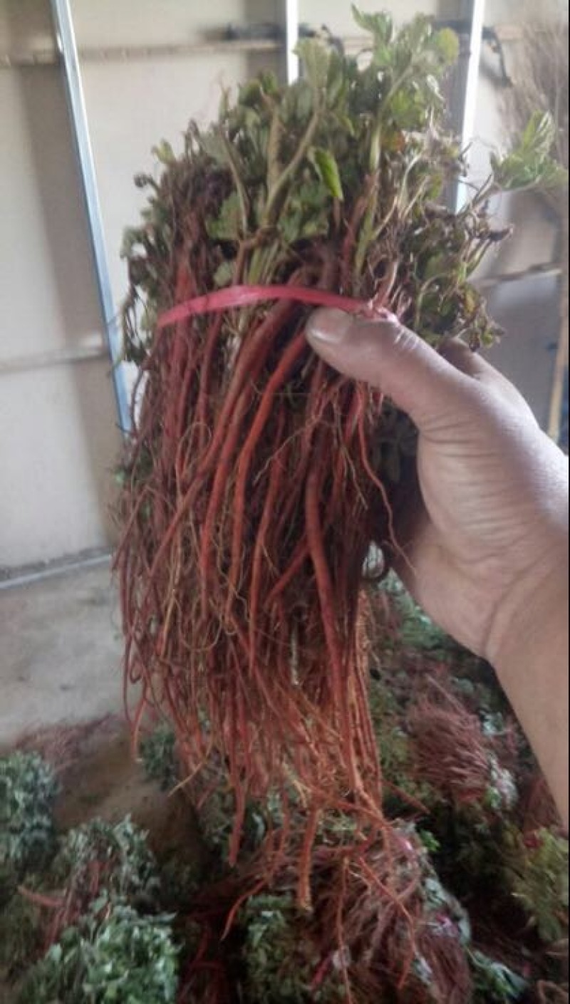 基地直销，紫丹参苗，品种纯正，现挖现发货。包成活率