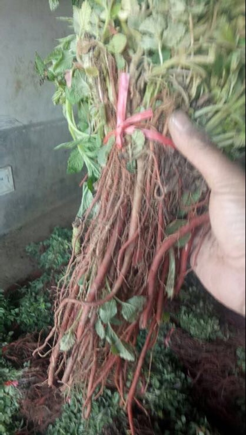 基地直销，紫丹参苗，品种纯正，现挖现发货。包成活率