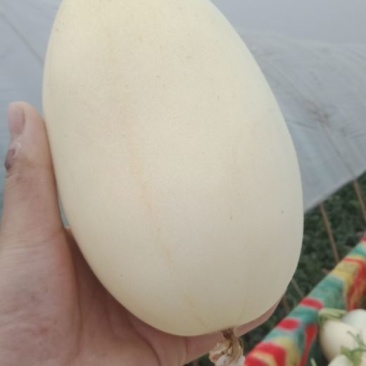 黄皮红肉白皮红肉