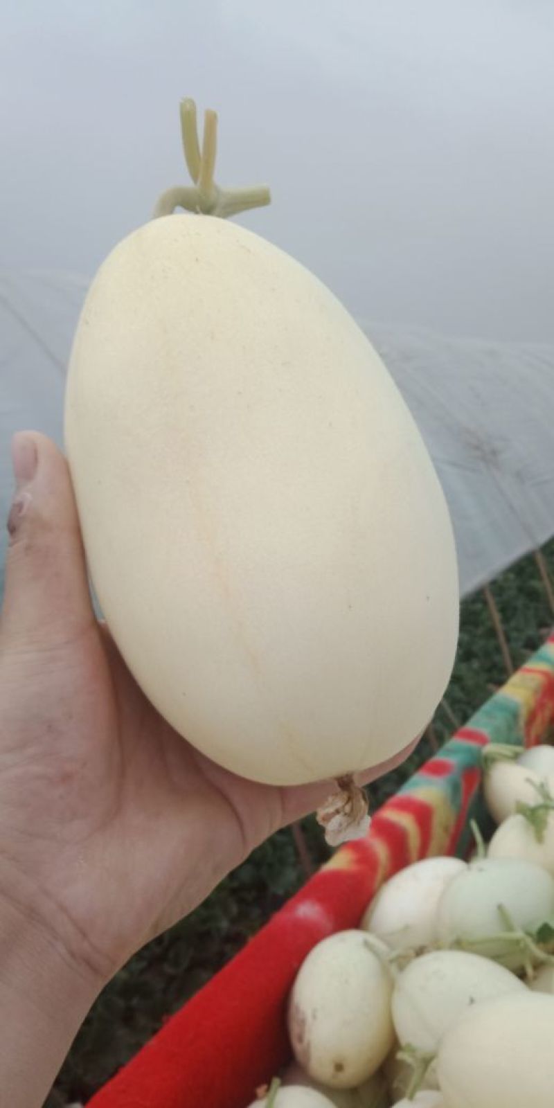 黄皮红肉白皮红肉